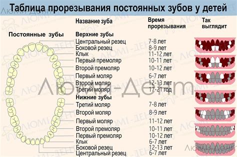 Процесс смены зубов