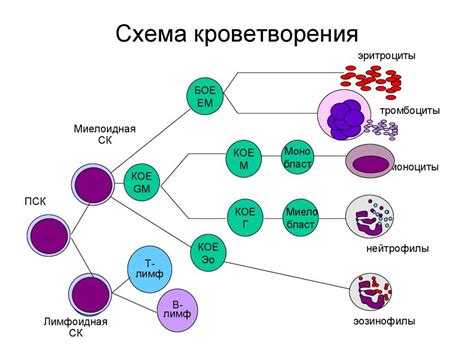 Процесс стимуляции кроветворения