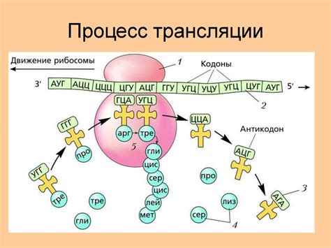 Процесс трансляции: как универсальность генетического кода обеспечивает синтез белка