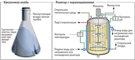 Процесс ферментации белка