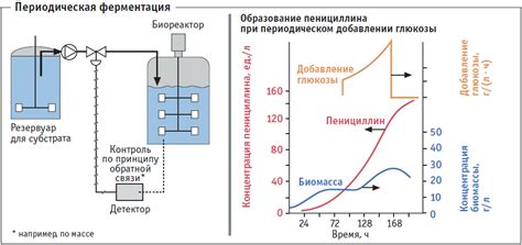 Процесс ферментации масла