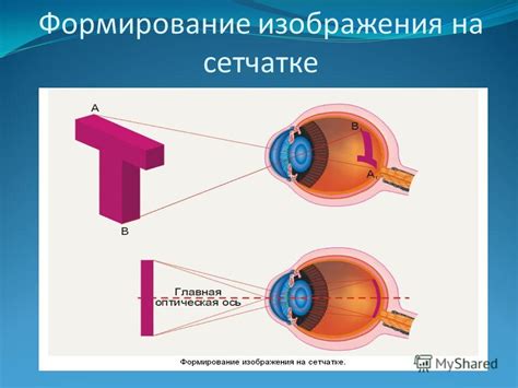 Процесс формирования изображения на сетчатке