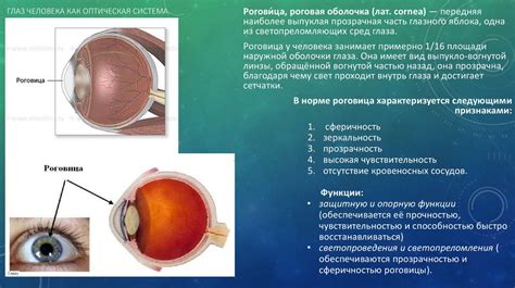 Процесс формирования изображения на сетчатке глаза