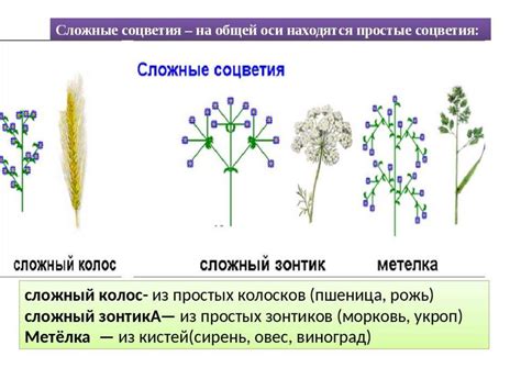 Процесс формирования простого соцветия