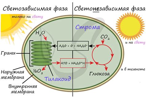 Процесс фотосинтеза: темновая фаза