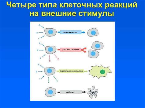 Проявление необычных реакций на внешние стимулы