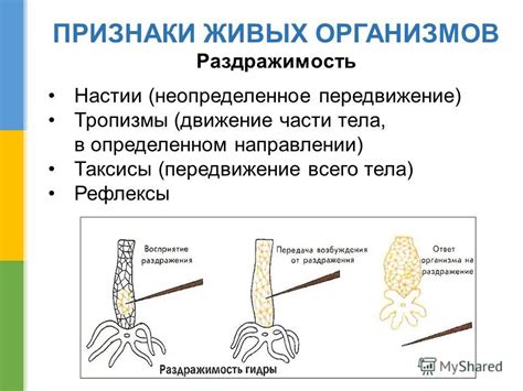 Проявление раздражимости в живых организмах