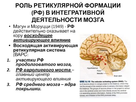 Проявления активирующего влияния ретикулярной формации