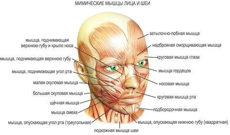 Проявления монотонного лица