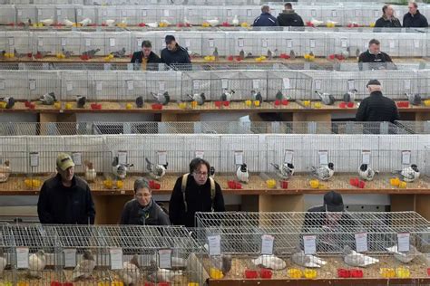 Проявления продукта домашней птицы в различных толкованиях