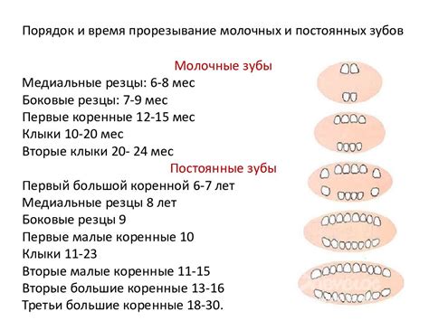 Проявления прорезывания молочных и постоянных зубов: сходства и отличия