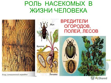 Проявления феномена насекомых без полета в природе