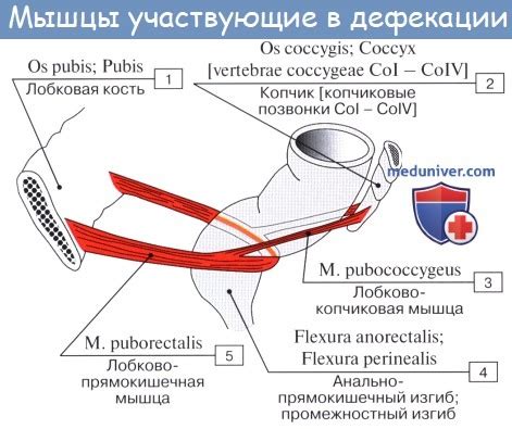 Прямая кишка интактна: что это значит