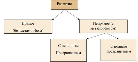 Прямое постэмбриональное развитие: особенности и примеры