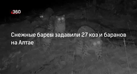 Психологическая значимость коз и баранов в славянских сновидениях: самоутверждение и проявление агрессии