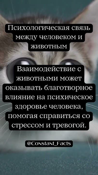 Психологическая интерпретация: связь между слюной собаки и нашими эмоциями