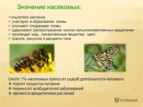 Психологические аспекты снов о присутствии насекомых в уме: вопросы и ответы