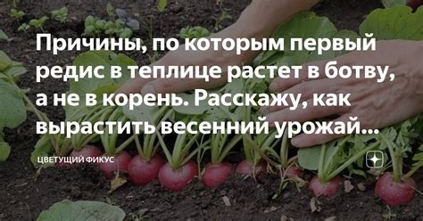 Психологические причины редиски