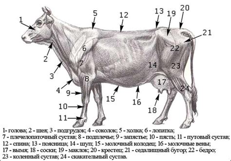 Психологические факторы как причина запущенности коровы