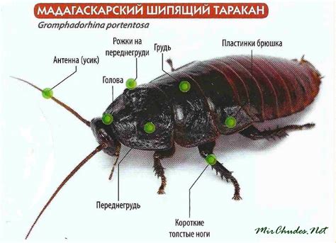 Психологический аспект: значение появления крупной таракана в сновидении для незамужней леди