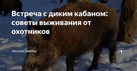 Психологический аспект сновидений с диким кабаном