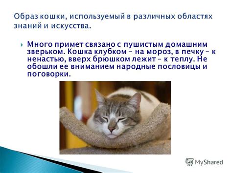 Психологический смысл сновидения с пушистым зверьком у дамы юной – разъяснение и значение