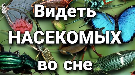 Психологическое значение и возможное толкование снов о насекомых в большом количестве: искусство декодирования подтекста в женской субъективной реальности