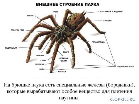 Психологическое значение паука в сновидении