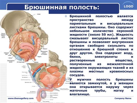 Психологическое значение сновидений о брюшной полости у мужчин