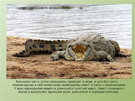 Психология снов с хищниками в воде: анализ символики крокодилов