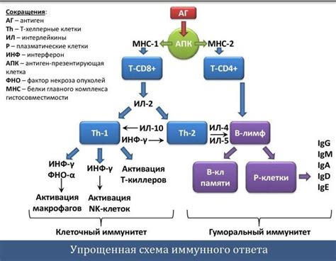 Психосоматика: механизм возникновения иммунных реакций на теле