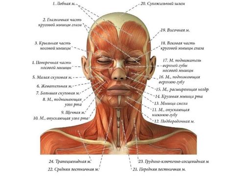 Психосоматика и ее воздействие на мышцы шеи и позвоночник