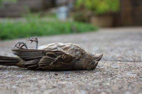 Птица без головы во дворе