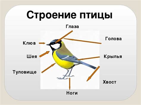 Птицы как гласность событий