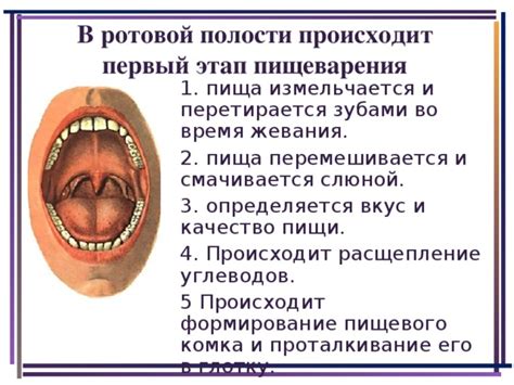 Путешествие в прошлое: история открытия феномена очищения ротовой полости во время сна