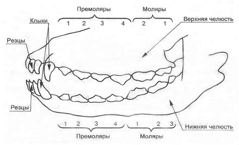 Пути коррекции прикуса ножницы у щенка