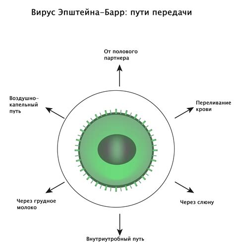 Пути передачи вируса Эпштейна-Барра