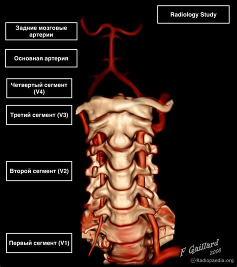 Путь крови через позвоночные артерии
