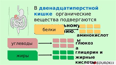 Пятый этап: всасывание питательных веществ