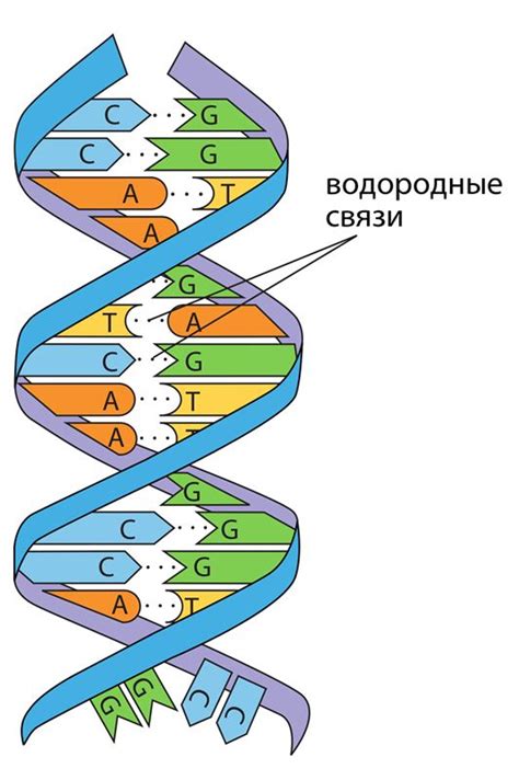 РНК: исследования и открытия