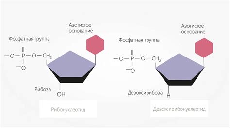 РНК: ключевая роль в организме