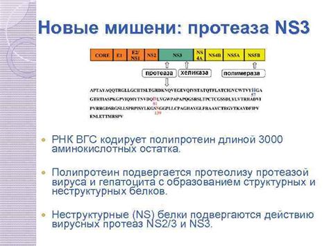 РНК ВГС отрицательный: основная информация