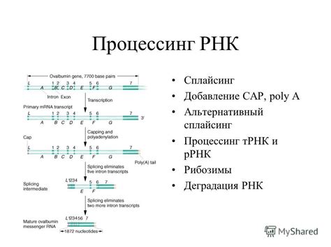 РНК деградация и болезни: связь и прогноз