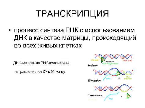 РНК минус: процесс синтеза РНК