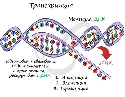 РНК-полимераза и рибосомы