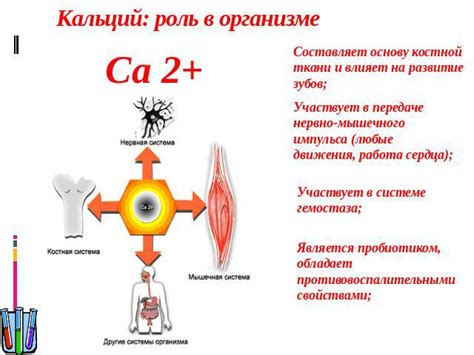 РЭА и его роль в организме