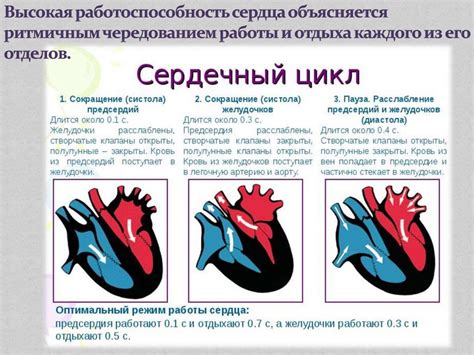 Работоспособность сердца и утомляемость