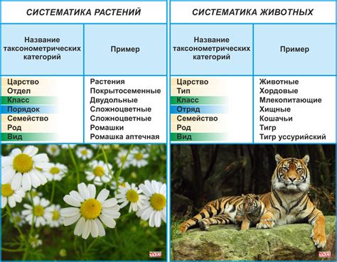 Равный не убивает равного: примеры из мира животных и растений