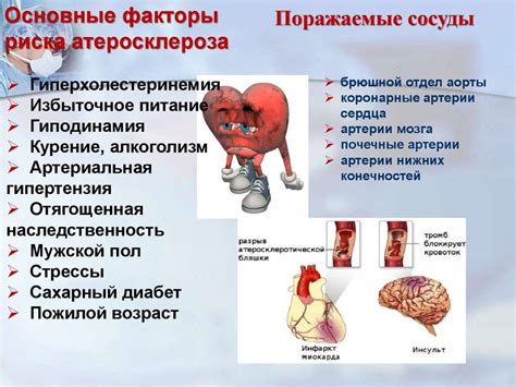 Развитие атеросклероза и сердечно-сосудистых заболеваний