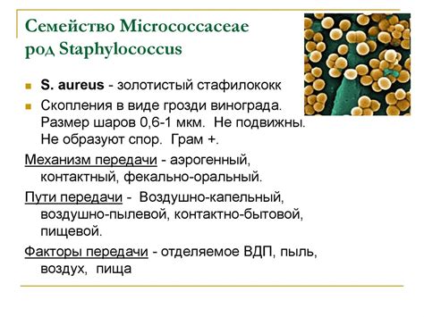 Развитие бактериальных инфекций